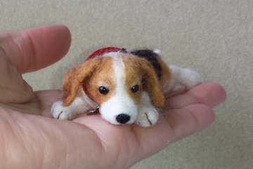 Sweetheart beagle pup