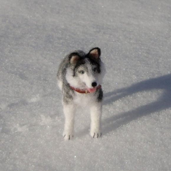 Siberian husky on snow 