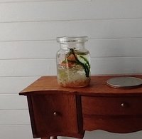 1:12 dollhouse miniature glass fish bowl with one solitary goldfish - dark green plant