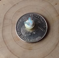 1:12 Dollhouse miniature cupcake with white cream and blue butterfly topper