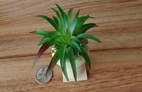 1:12 Dollhouse miniature faux limestone planter with green plant and undergrowth