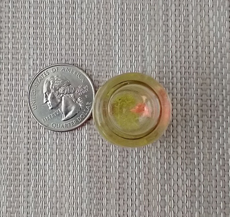 1:12 dollhouse miniature glass fish bowl with one solitary goldfish - light green plant